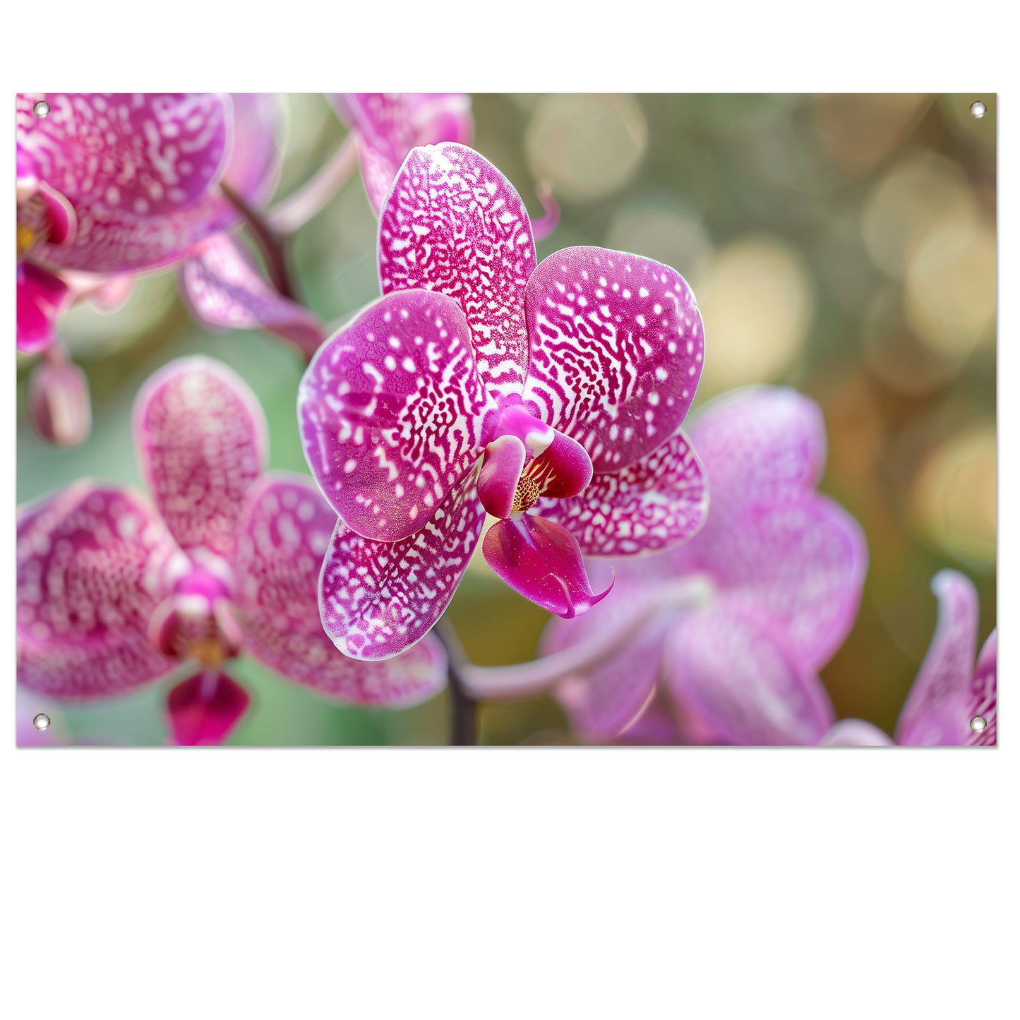 Close-up van een bloeiende roze orchidee tuinposter