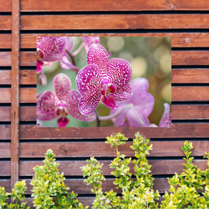 Close-up van een bloeiende roze orchidee tuinposter