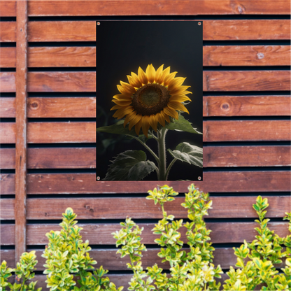 Solitaire zonnebloem in zachte verlichting tuinposter