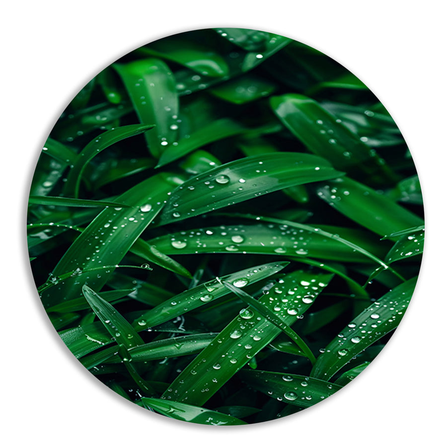 Close-up van dauwdruppels op groene bladeren aluminium muurcirkel