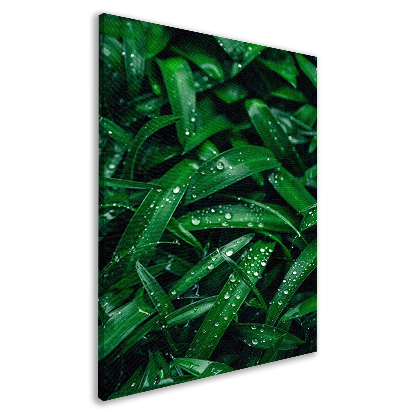 Close-up van dauwdruppels op groene bladeren canvas