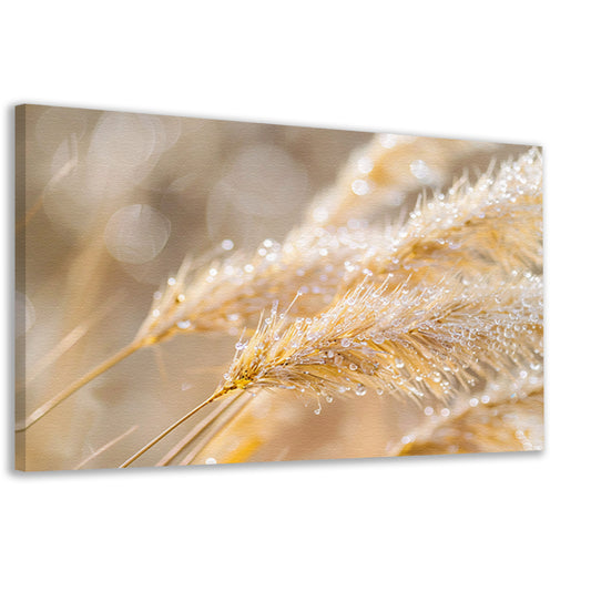 Dauw bedekte tarwearen in ochtendlicht canvas