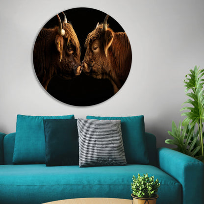 Twee hooglanders neus aan neus forex muurcirkel