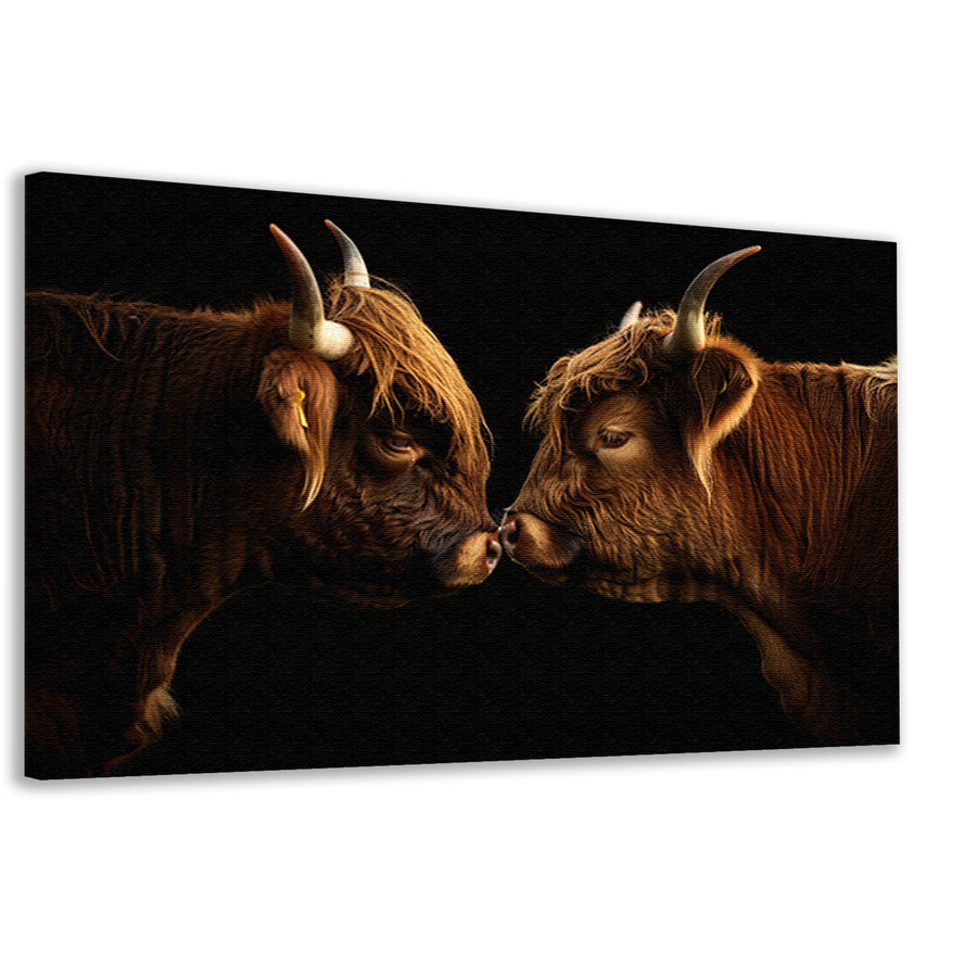 Twee hooglanders neus aan neus canvas