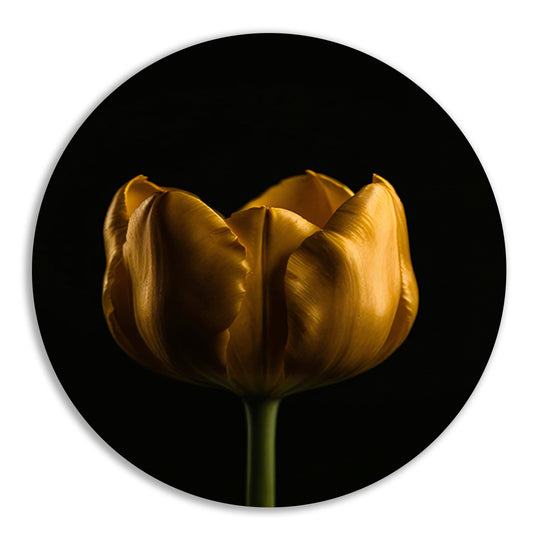Elegante Gouden Tulp tegen Diepzwarte Achtergrond aluminium muurcirkel
