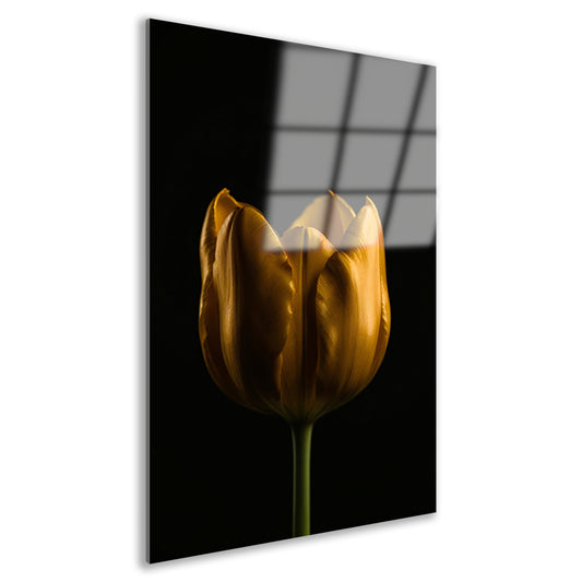 Elegante Gouden Tulp tegen Diepzwarte Achtergrond acrylglas