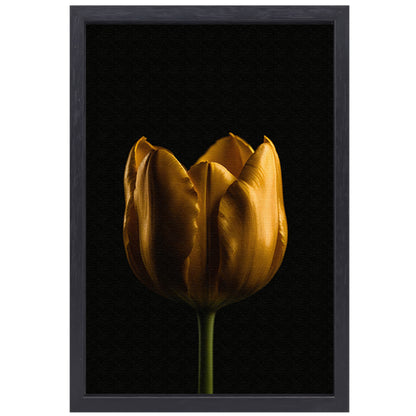 Elegante Gouden Tulp tegen Diepzwarte Achtergrond canvas met baklijst