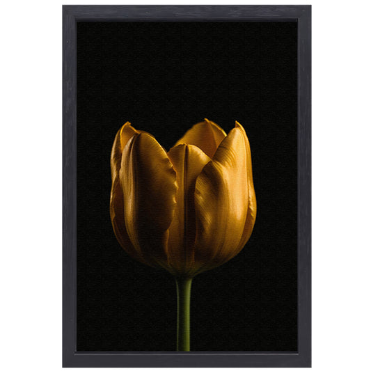Elegante Gouden Tulp tegen Diepzwarte Achtergrond canvas met baklijst