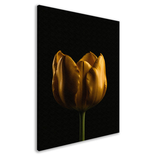 Elegante Gouden Tulp tegen Diepzwarte Achtergrond canvas