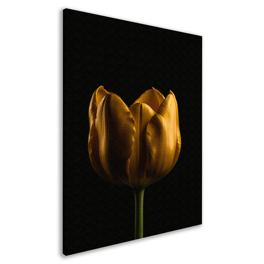 Elegante Gouden Tulp tegen Diepzwarte Achtergrond canvas