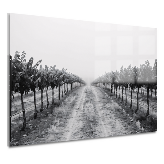 Mistige ochtend in de wijngaard acrylglas