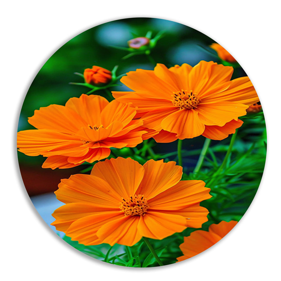Close-up van Oranje Bloemen in volle Bloei aluminium muurcirkel