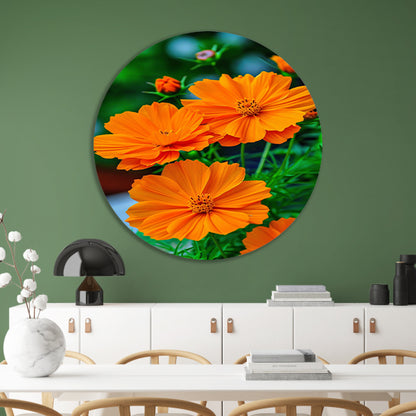 Close-up van Oranje Bloemen in volle Bloei forex muurcirkel