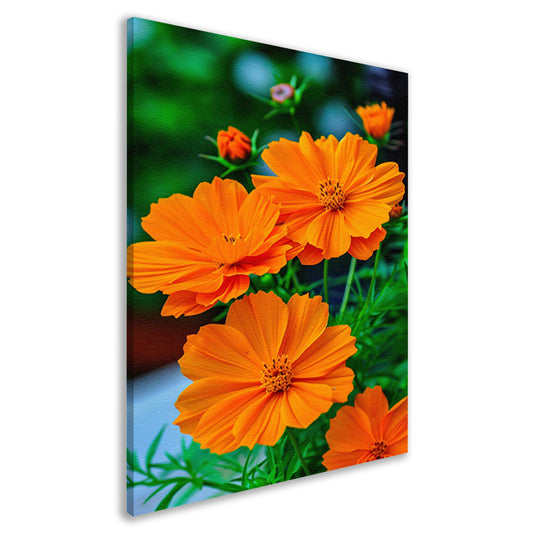 Close-up van Oranje Bloemen in volle Bloei canvas