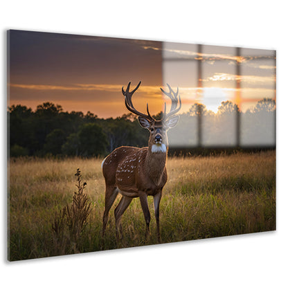 Prachtig hert bij zonsondergang in de natuur acrylglas