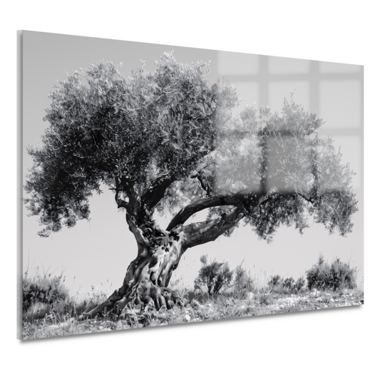 Klassieke Olijfboom in Zwart-Wit acrylglas
