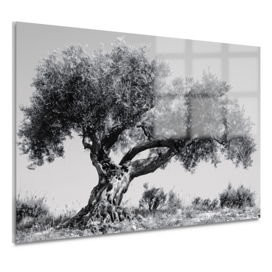 Klassieke Olijfboom in Zwart-Wit acrylglas
