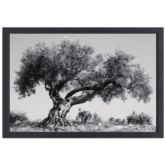 Klassieke Olijfboom in Zwart-Wit canvas met baklijst