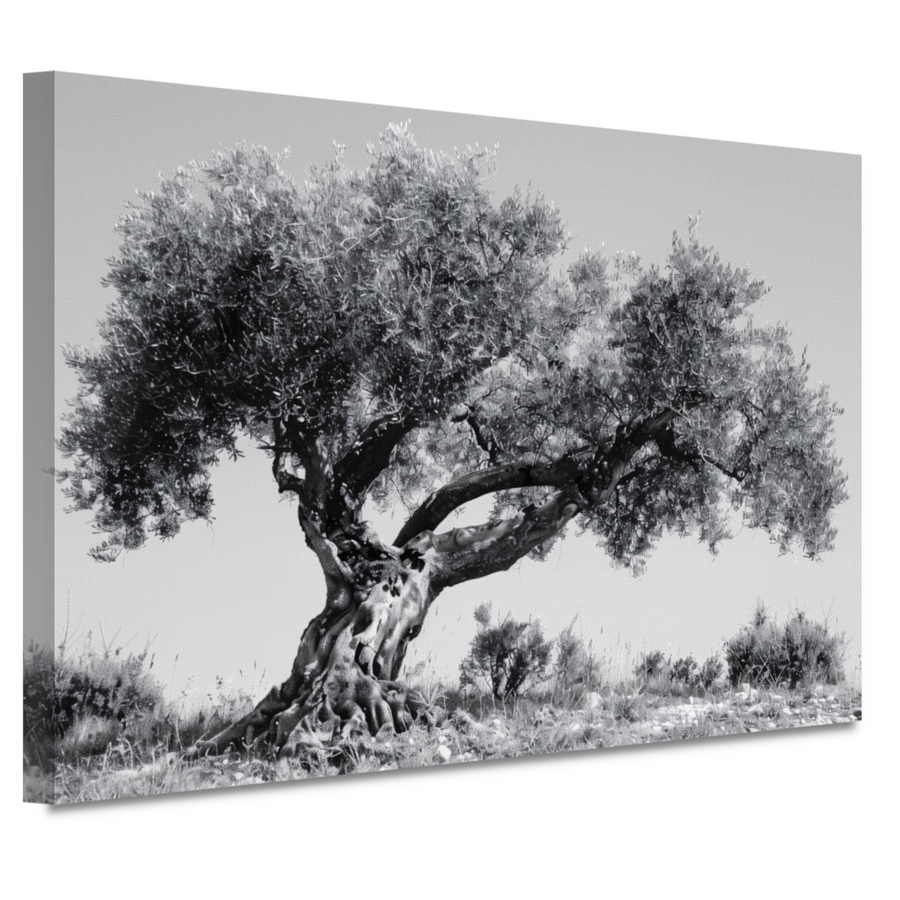 Klassieke Olijfboom in Zwart-Wit canvas