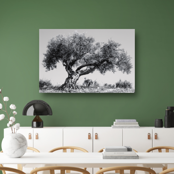 Klassieke Olijfboom in Zwart-Wit canvas met baklijst