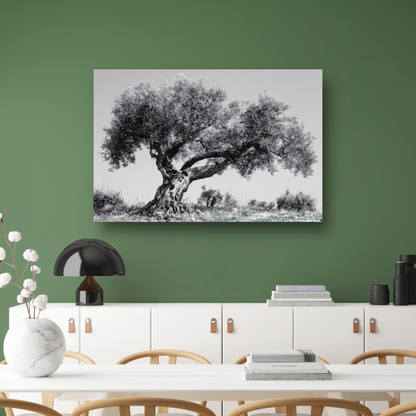Klassieke Olijfboom in Zwart-Wit canvas met baklijst