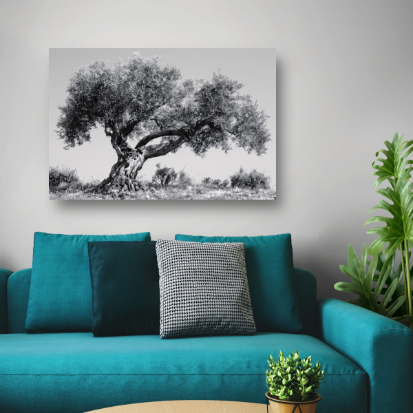 Klassieke Olijfboom in Zwart-Wit canvas met baklijst