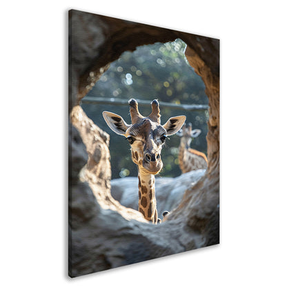 Zwart-Wit Portret van Nieuwsgierige Giraffe canvas