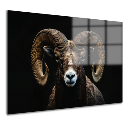 Portret van een Ram tegen een Zwarte Achtergrond acrylglas