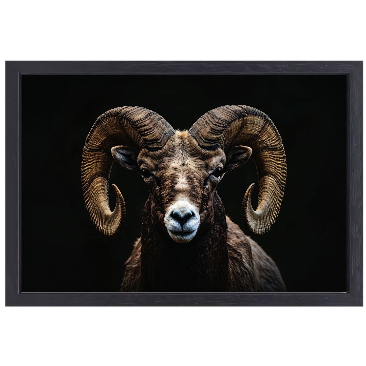 Portret van een Ram tegen een Zwarte Achtergrond canvas met baklijst