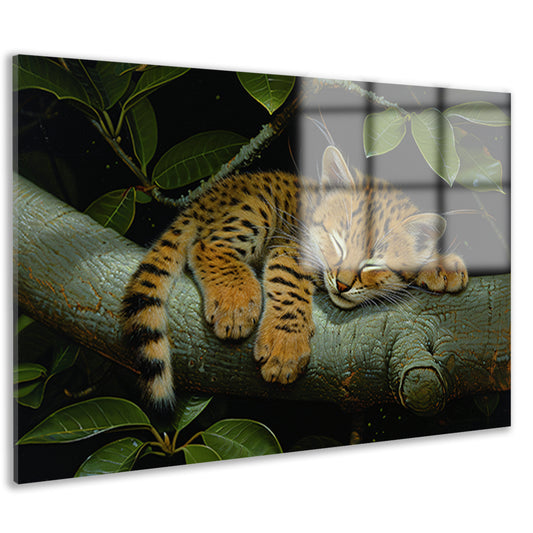 Slapende wilde kat op boomtak acrylglas