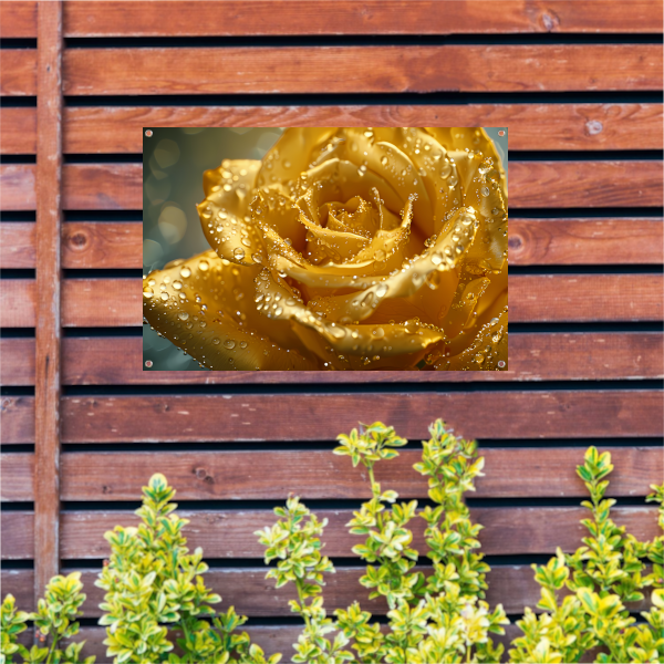 Gouden roos met waterdruppels op delicate bloemblaadjes tuinposter