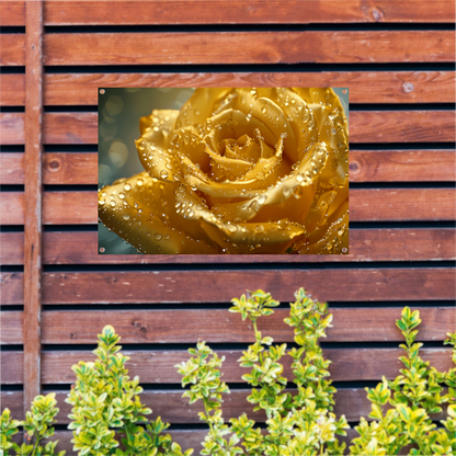 Gouden roos met waterdruppels op delicate bloemblaadjes tuinposter