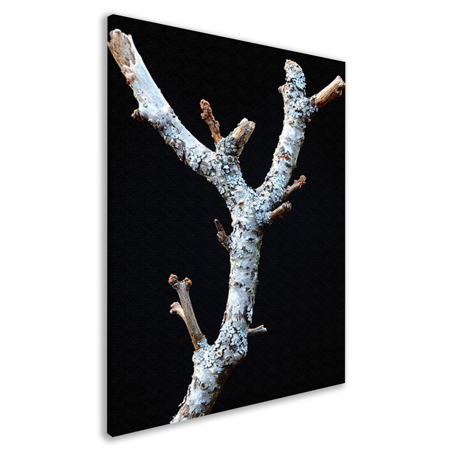 Zwart-wit foto van tak met korstmos canvas