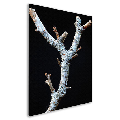 Zwart-wit foto van tak met korstmos canvas