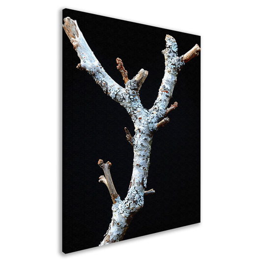 Zwart-wit foto van tak met korstmos canvas