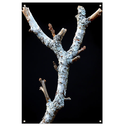 Zwart-wit foto van tak met korstmos tuinposter