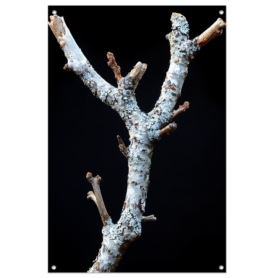 Zwart-wit foto van tak met korstmos tuinposter