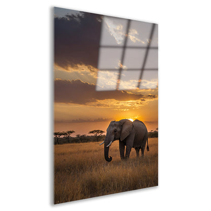 Majestueuze olifant bij Afrikaanse zonsondergang acrylglas
