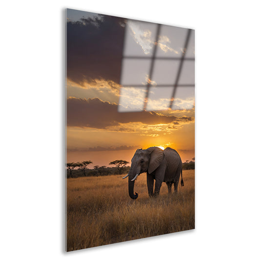 Majestueuze olifant bij Afrikaanse zonsondergang acrylglas