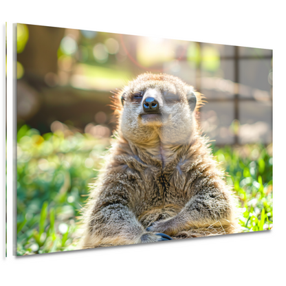 Luiaard genietend van zon in natuur acrylglas