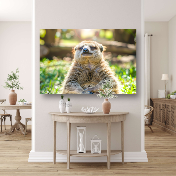 Luiaard genietend van zon in natuur acrylglas