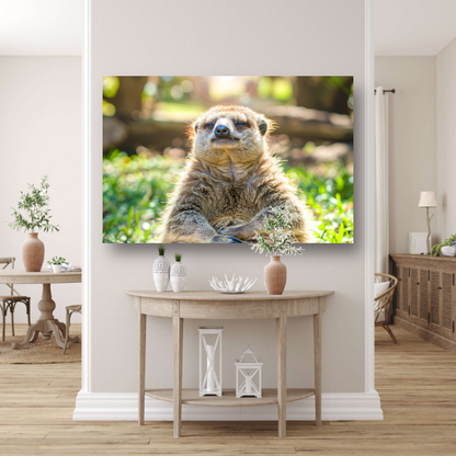 Luiaard genietend van zon in natuur acrylglas