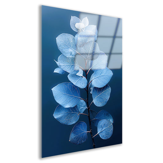 Blauwe eucalyptusbladeren tegen een zwarte achtergrond acrylglas