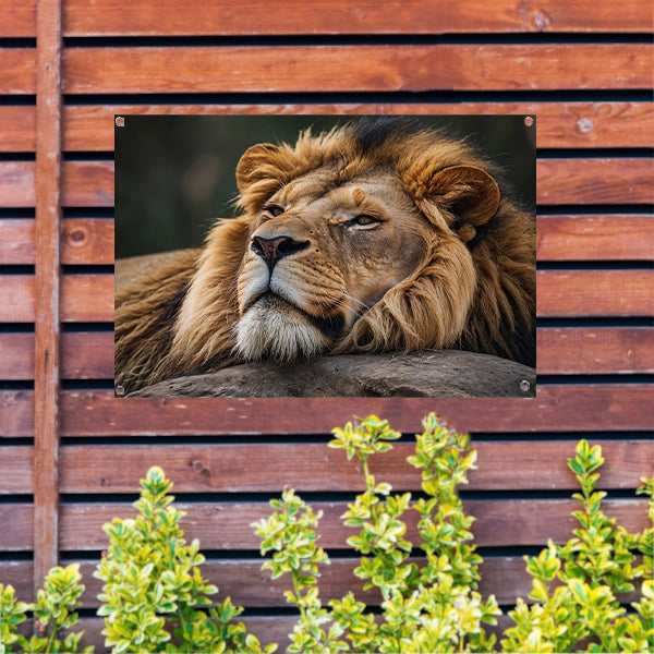 Majestueuze leeuw slapend op een steen tuinposter