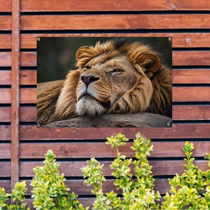 Majestueuze leeuw slapend op een steen tuinposter