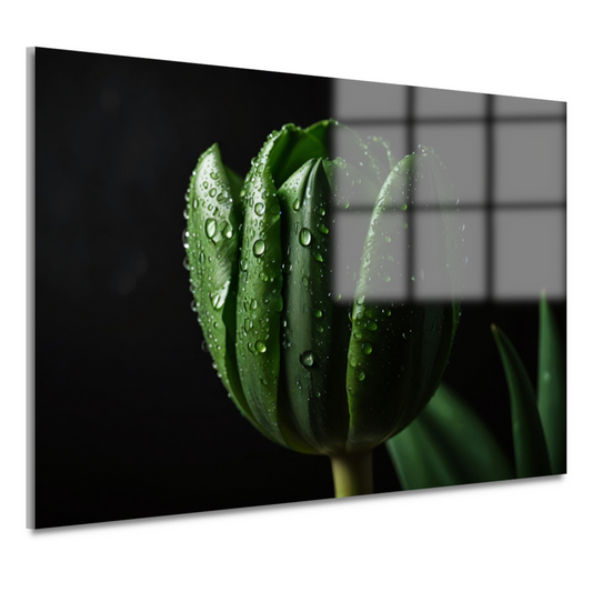Donkergroene Tulp met Dauw op Zwart acrylglas