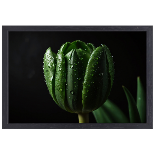 Donkergroene Tulp met Dauw op Zwart canvas met baklijst