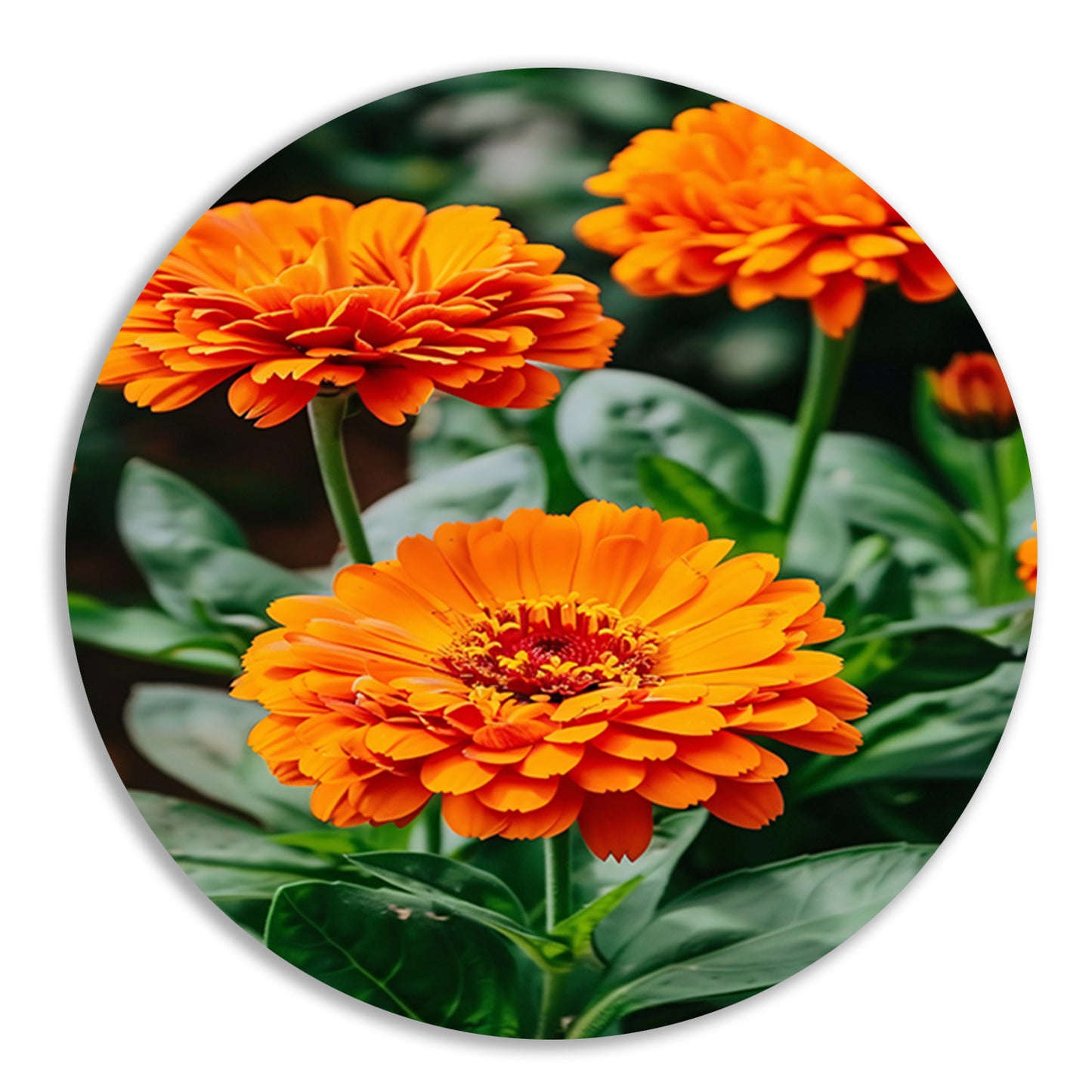 Oranje bloemen in bloei aluminium muurcirkel