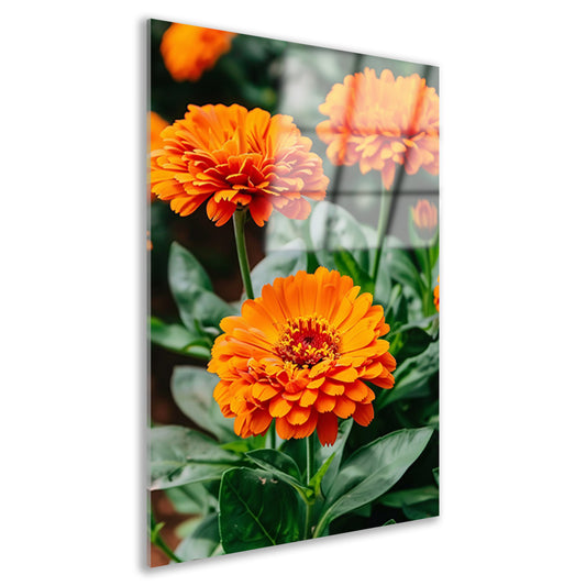 Oranje bloemen in bloei acrylglas