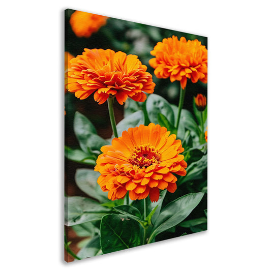 Oranje bloemen in bloei canvas